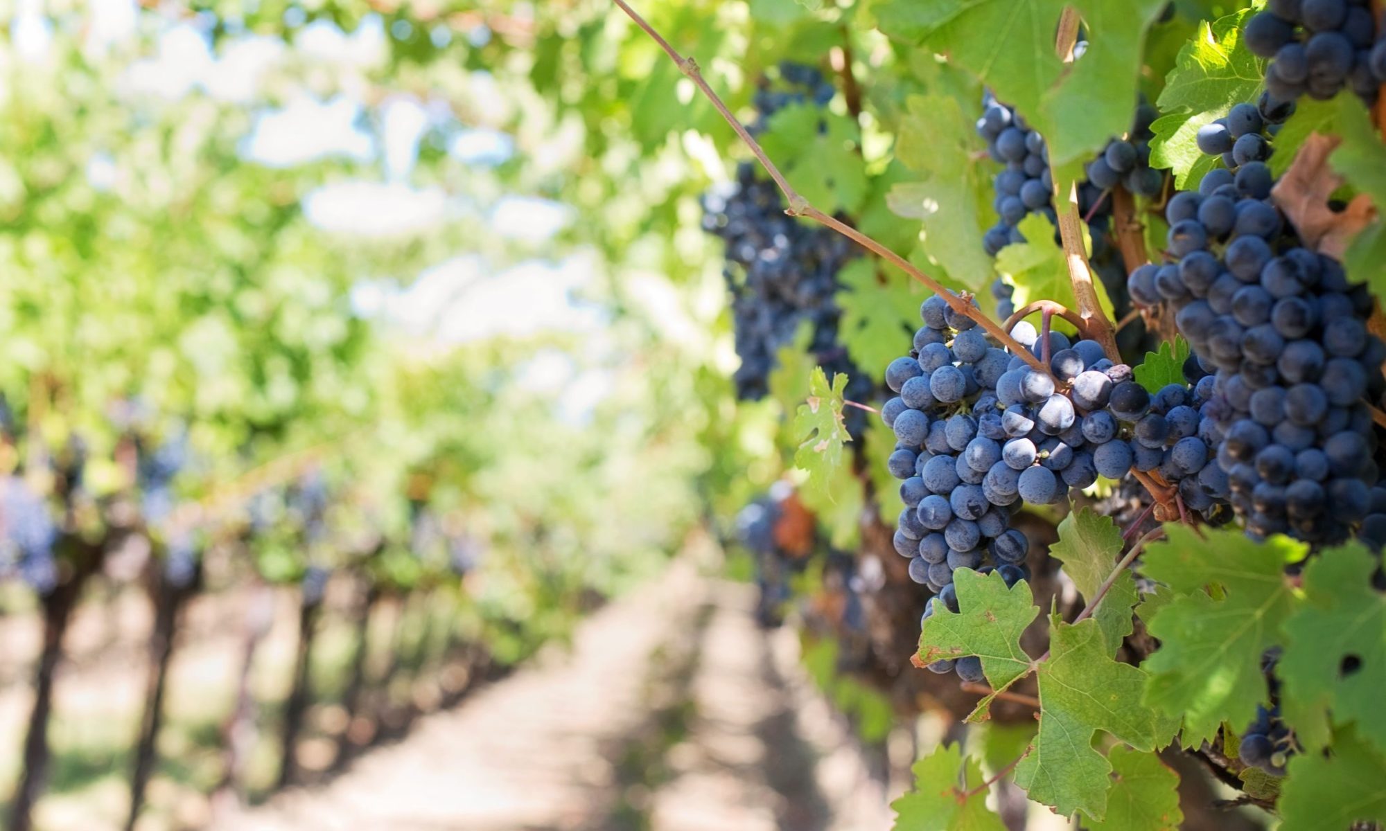 vinsdeliesse marchand vin versailles